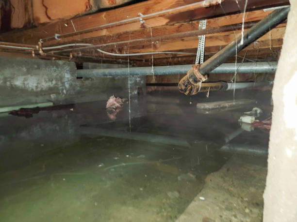 Best Flooded house restoration  in Mount Carmel, TN