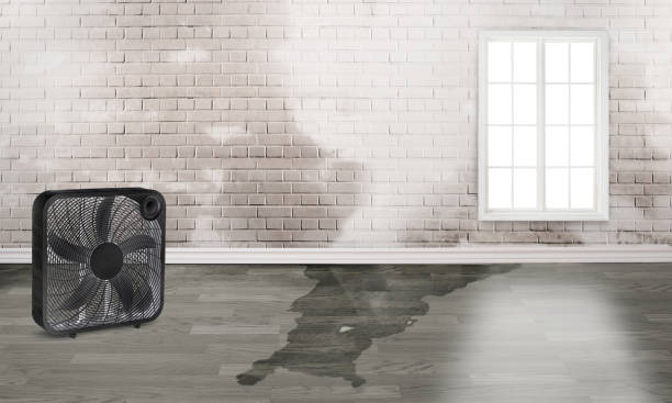 Best Residential water damage restoration  in Mount Carmel, TN