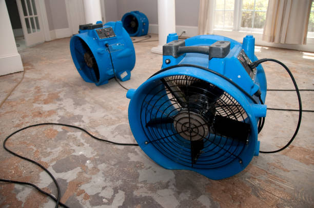 Best Water damage repair service  in Mount Carmel, TN