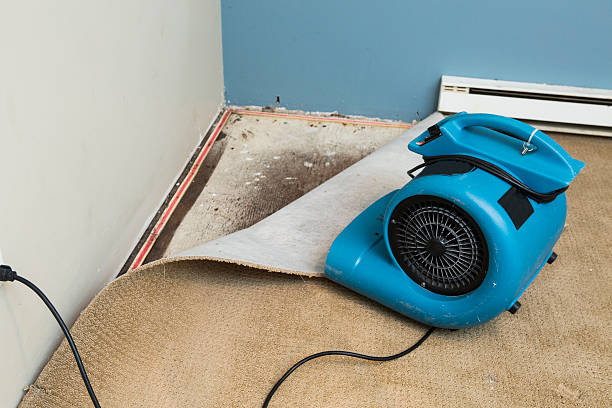 Best Water damage mitigation services  in Mount Carmel, TN